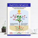 'Photosynthesis' Poster