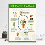 'Life Cycle Of A Plant' Poster